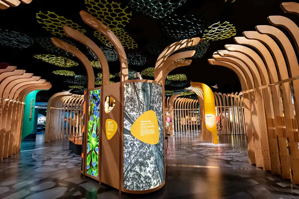 Designer specialising in exhibitions